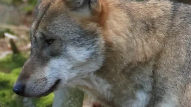 Gray Wolf Closeup in Mossy Forest