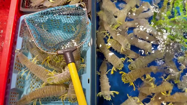 Live Crabs and Shrimp in Restaurant Aquarium &ndash; Chinese Seafood Selection