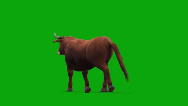 4k brown bull walk cycle loop back camera view animation, isolated on Green Screen, 3D muscular Bos taurus (cattle) livestock walking on chroma key