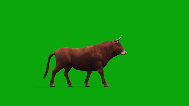 4k brown bull walk cycle. Enters on the left side and exits on the right side; animation isolated on a green screen, 3D muscular Bos taurus (cattle) livestock walking side view on chroma key