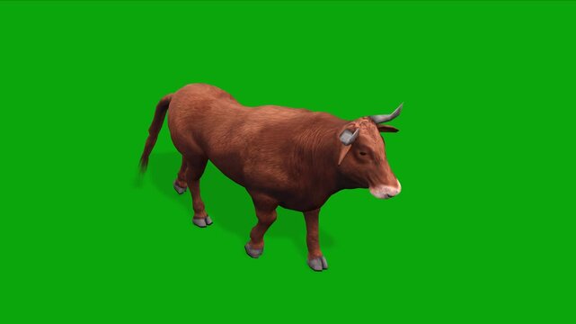 4k brown bull walk cycle loop top camera view animation, isolated on Green Screen, 3D muscular Bos taurus (cattle) livestock walking on chroma key