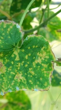 Vertical video of diseased cucumber leaf affected by fungal infection or downy mildew close up. Macro view of yellow plant spots and brown dry necrotic tissue damage on agriculture crop in garden