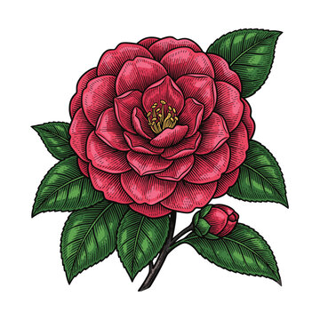 Exquisite Red Camellia Flower Illustration in Classic Engraving Style Featuring Intricate Petal Details and Lush Green Foliage