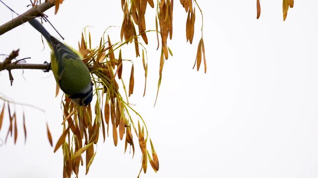 blue tit on a branch