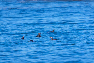 Fototapeta premium Spectacled Guillemots Floating on the Sea off Ochiishi, Nemuro, Hokkaido, Japan 