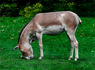 Kulan grazing on the lawn. Latin name - Equus hemionus. Also known as asian wild donkey  © Mikhail Blajenov
