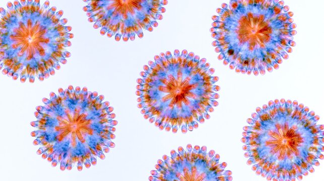 Microscopic view of colorful radial aquatic organisms