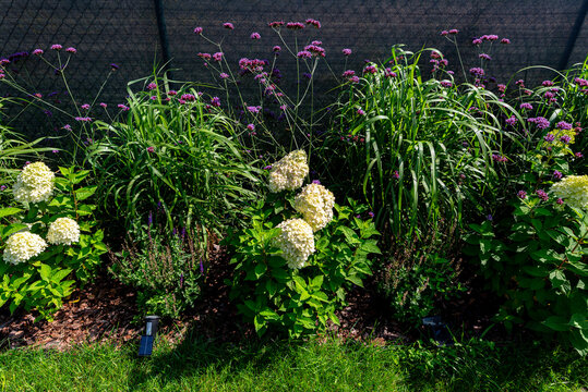 Blooming garden border with patagonian verbena and hydrangea