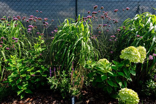 Garden border planting featuring verbena, hydrangea, and ornamental grass