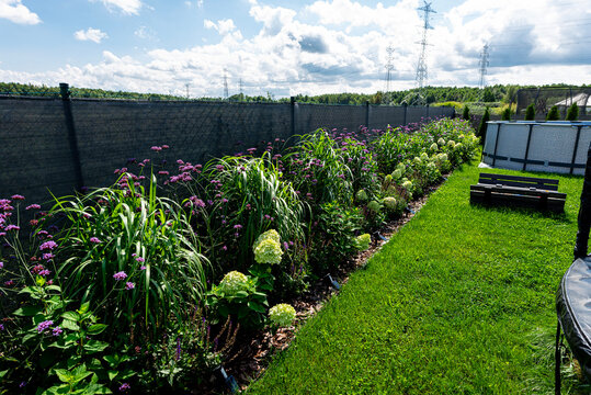 Garden border with verbena, hydrangea, and ornamental grasses