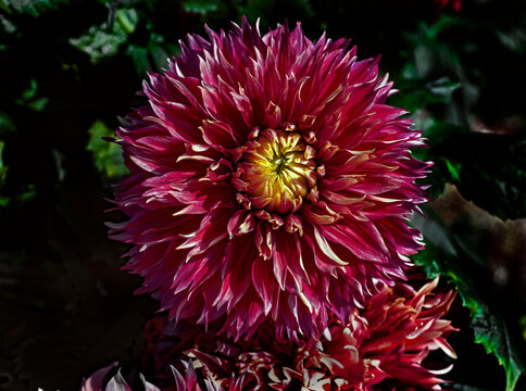 View of dahlia in the garden. Variety - Myrtle's folly