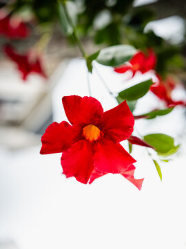 Red Mandevilla plant flowers close up