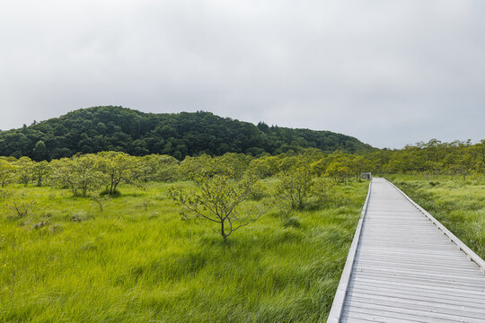 日本　北海道釧路湿原国立公園の温根内木道に広がる初夏の湿原と緑