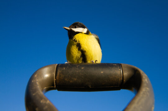 Great tit (Parus major) on garden fork handle