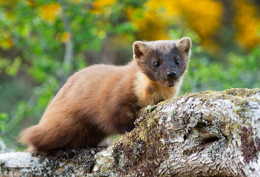 Pine marten (martes martes) on branch