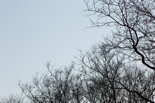 Bare Tree Branches Silhouetted Against a Pale Winter Sky