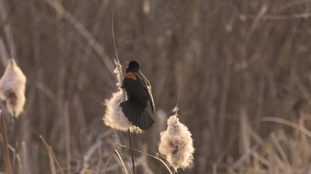 Slow motion video of a Red-winged Blackbird singing while on a cattail stalk on a cold winter morning in a marsh in Boise Idaho USA with the vapor of its breath rising into the air in graceful curls.