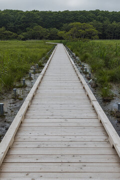 日本　北海道釧路湿原国立公園の温根内木道に広がる初夏の湿原と緑