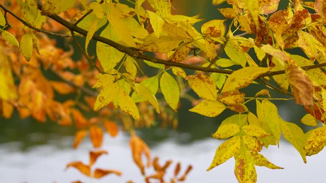 autumn leaves on the tree