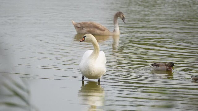 two swans in the water