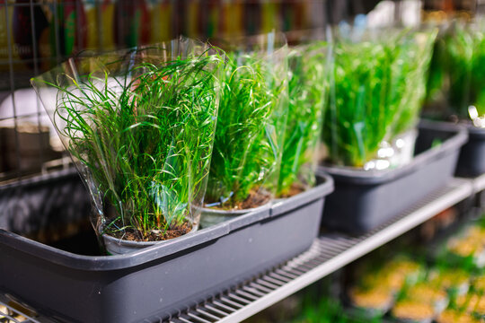 Close-Up of Packaged Cat Grass in Retail Tray