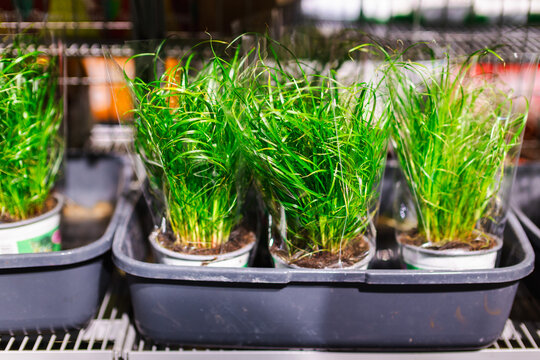 Potted Cat Grass Plants in Retail Display