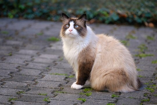 Beautiful ragdoll cat sitting in the backyard and looks away funny. Horizontal image with selective focus.	