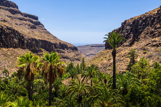 Palm-Filled Barranco de los Palmitos in Gran Canaria