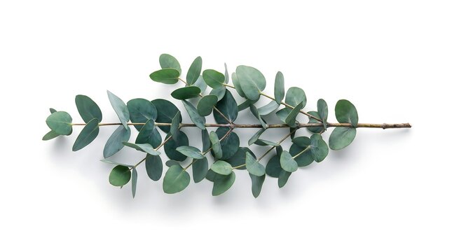 Eucalyptus branch, top-down flat lay view, isolated on pure white background, hyperrealistic studio product photography