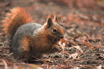 The squirrel is eating a hazelnut. © erayerseverr