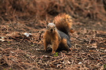 squirrel dance © erayerseverr