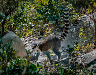 Naklejka premium Lémur catta (Lemur catta) marchant parmi les rochers et la végétation