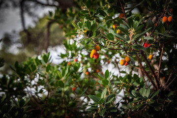 Obraz premium Close-up of strawberry tree fruit growing on Arbutus unedo, with orange-red berries at different ripening stages, green evergreen leaves and branches in Mediterranean woodland.