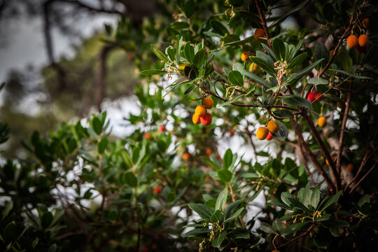 Close-up of strawberry tree fruit growing on Arbutus unedo, with orange-red berries at different ripening stages, green evergreen leaves and branches in Mediterranean woodland.