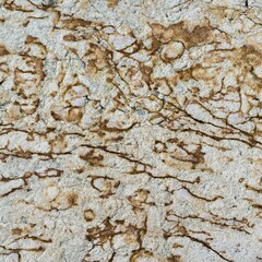 Naturalna powierzchnia jasnego kamienia z widocznymi skamieniałościami, strukturą mineralną i brązowymi żyłkami tworzącymi nieregularny wzór. © Henryk Guziak