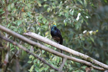 Obraz premium The ribbon-tailed astrapia, also known as Shaw Mayer's astrapia (Astrapia mayeri), is a species of bird-of-paradise.