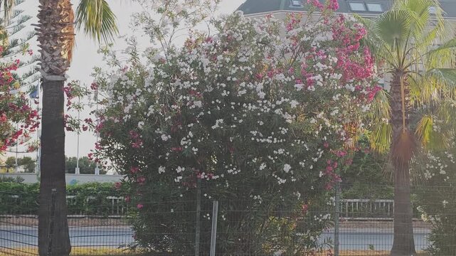 Large oleander bush blooming with pink and white flowers on a sunny day. Palm trees and city street traffic are visible in the background
