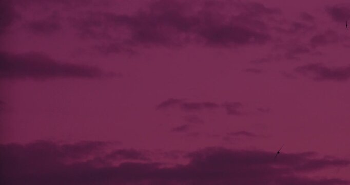 Barn swallow gliding in slow motion against soft rose pink evening sky at dusk