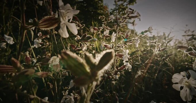 Silene Latifolia Subsp. Alba. Formerly Melandrium Album. White Campion Is A Dioecious Flowering Plant In The Family Caryophyllaceae