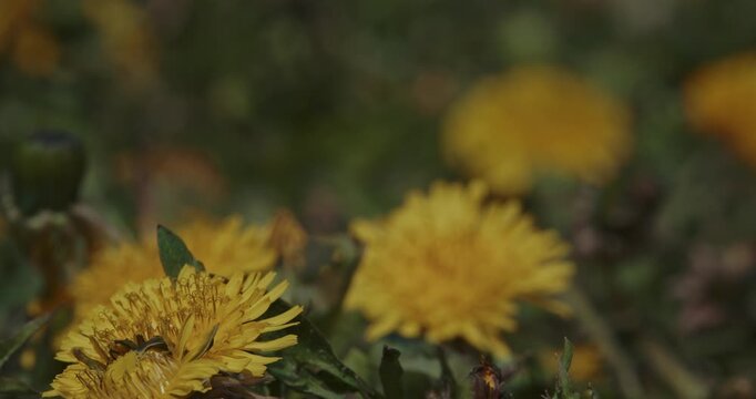 Macro of Honey Bee Apis mellifera on yellow Dandelion Taraxacum flower