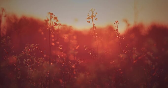 Rapeseed stems glowing in warm orange sunset with lens flare and bokeh, nature video