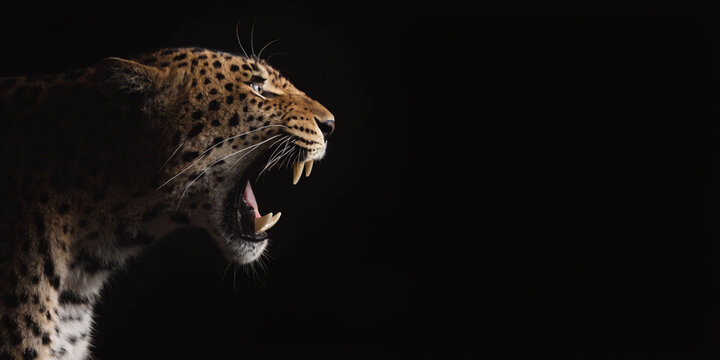 Roaring Leopard Profile on Black Background