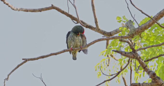 Coppersmith Barbet perched on a tree branch preening its feathers against a clear sky. Tropical bird behavior in natural habitat during daytime. Medium shot. Slow motion.