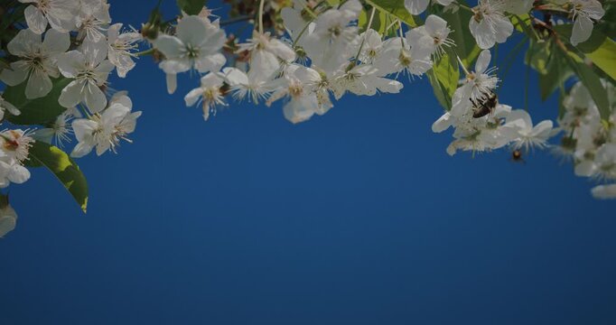 Honey Bee Apis mellifera flying near white apple blossoms against blue sky in spring garden