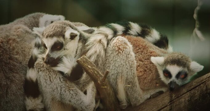 Group of Lemurs Embracing in Natural Scene
