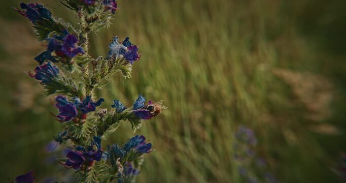 Vibrant Blue and Purple Wildflowers in Natural Setting