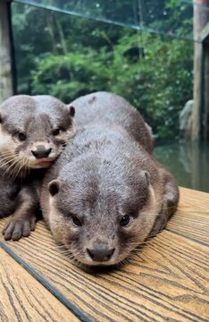 A mother Asian small-clawed otter resting with baby on a wooden deck.