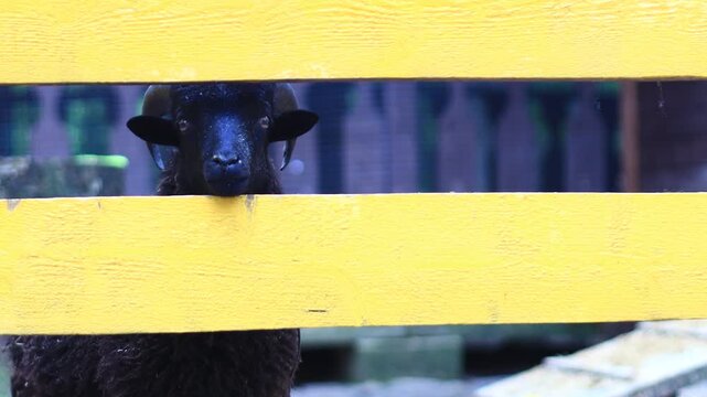 A black sheep standing near a bright yellow fence