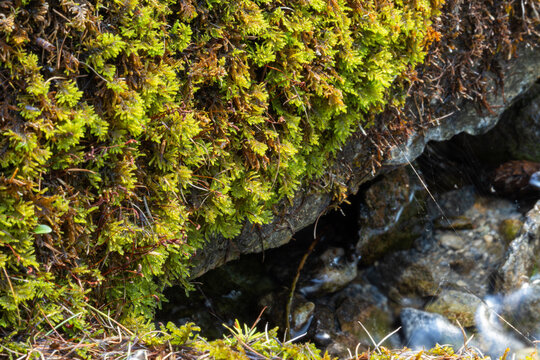 Bright green moss covering wet river rocks with flowing freshwater