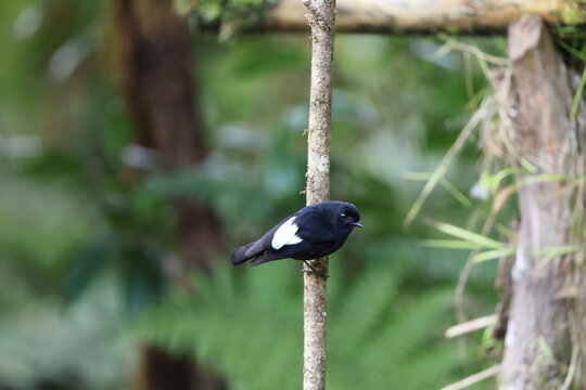 The white-winged robin (Melanodryas sigillata sigillata) is a species of bird in the Australasian robin family Petroicidae. This photo was taken in Mt.hagen, Papua New Guinea.